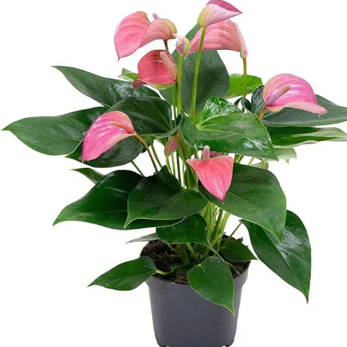 Light rosa anthurium pflanze samen for elegant blooms and serene anpflanzung blume