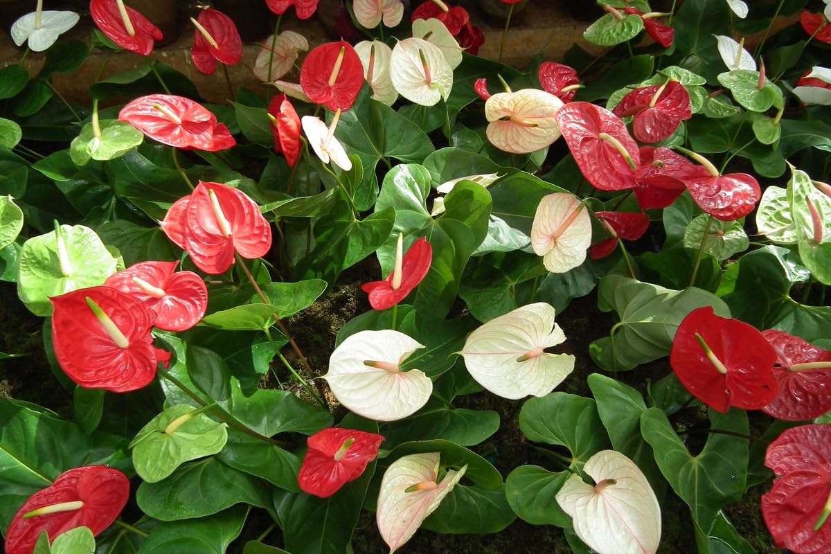 Exotic anthurium samen for anpflanzung