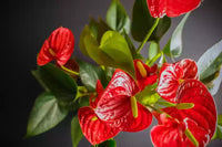 Grün rot anthurium samen for anpflanzung