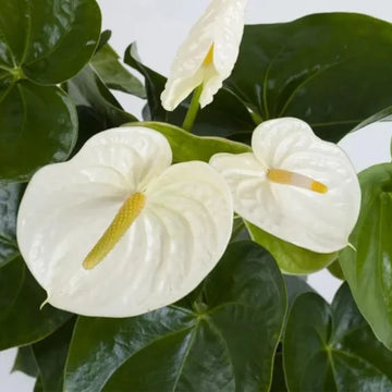 Anthurium samen for hydroponics anpflanzung