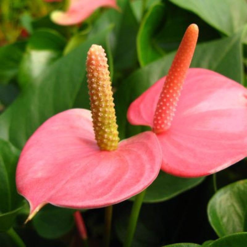 klein Rosa Flamingoblume Blumensamen zur Aussaat – kompakt Wuchs – Traditionssorte & ohne Gentechnik Samen Hausgarten