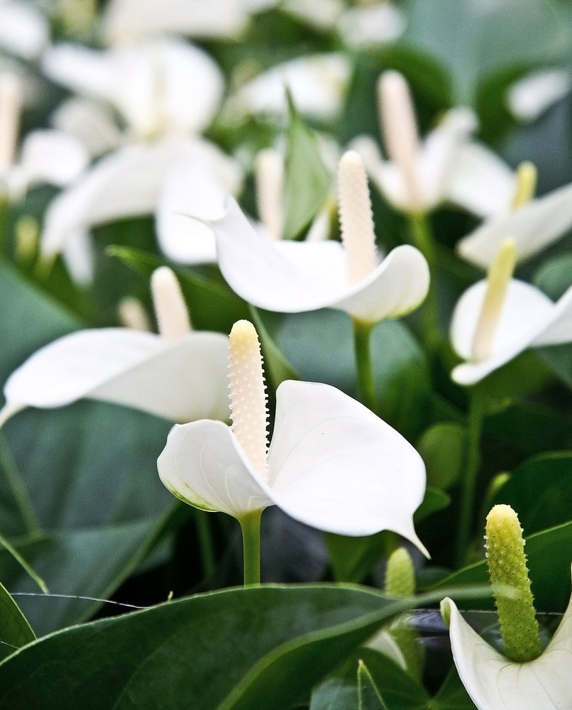 Anturio pflanze samen - tropical beauty for easy anpflanzung blume