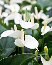 Anturio pflanze samen - tropical beauty for easy anpflanzung blume