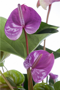 Violett Flamingoblume Blumensamen Blumensamen zur Aussaat saisonal Dauerblüher Traditionssorte & ohne Gentechnik Samen Hausgarten