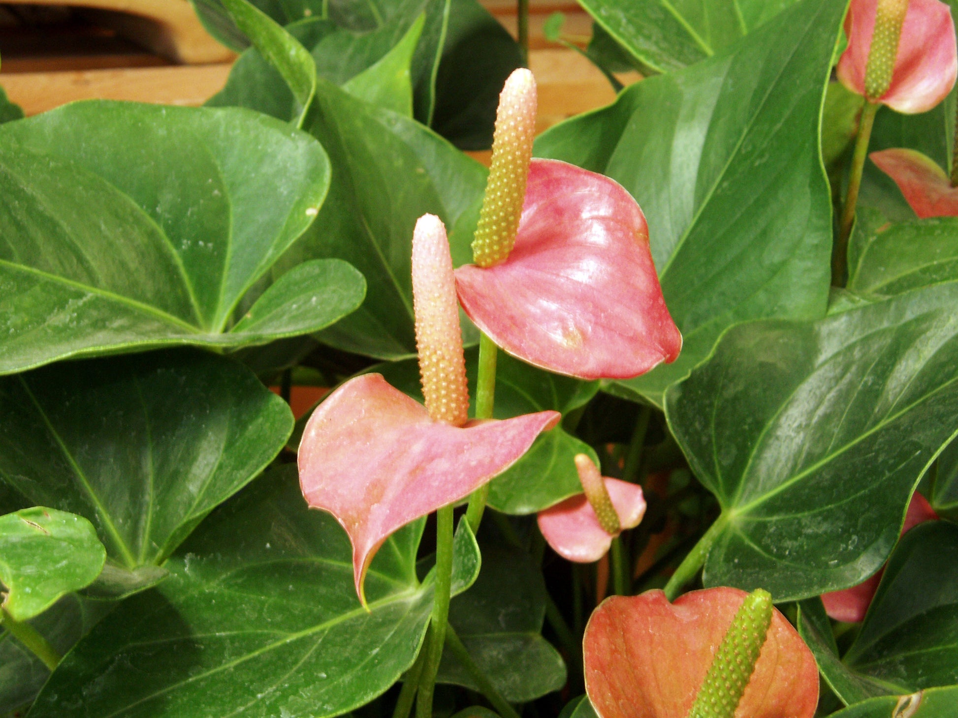Flamingoblume Andraeanu Blumensamen zur Aussaat duftend Blüten Traditionssorte & ohne Gentechnik Samen Hausgarten