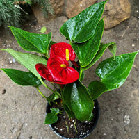 Deep rot anthurium blume samen for anpflanzung vibrant colors heirloom & gmo free samen for home garten 
 
 sale for anpflanzung in home garten