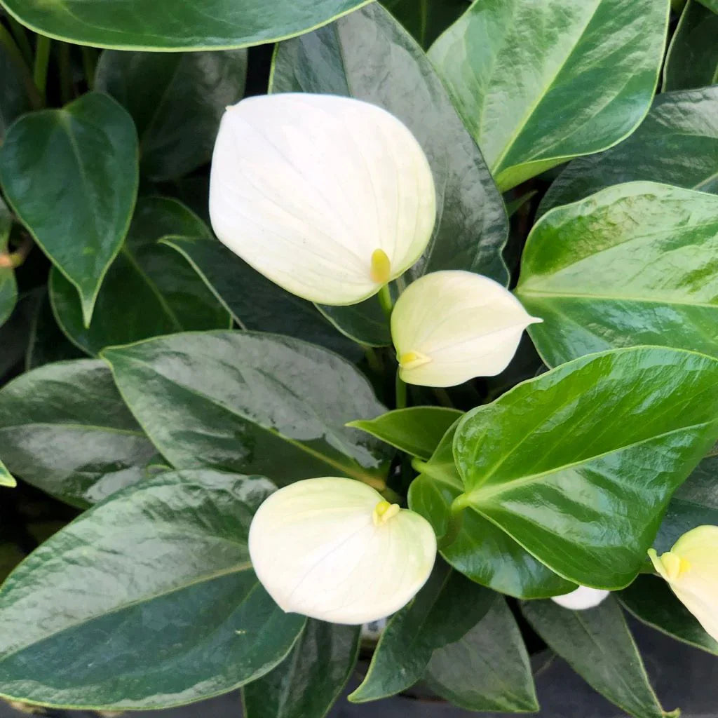 Weiß Araceae Decorative Samen zur Aussaat Better Gardening