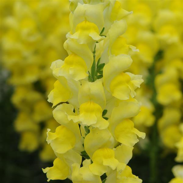 Snapdragon Golden Blumensamen zur Aussaat – sonnenliebend – Traditionssorte & ohne Gentechnik Samen Hausgarten