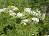 Traditionssorte Sweet Cicely Blumensamen zur Aussaat saisonal Dauerblüher Traditionssorte & ohne Gentechnik Samen Hausgarten