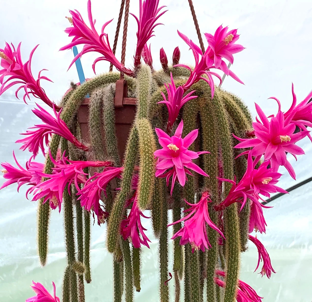 Aporocactus Blumensamen zur Aussaat Bestäuber freundlich Traditionssorte & ohne Gentechnik Samen Hausgarten