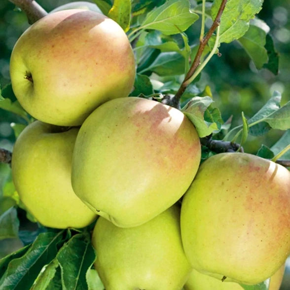 Malus Fruchtsamen  zur Aussaat pflegeleicht Traditionssorte & ohne Gentechnik Samen Hausgarten