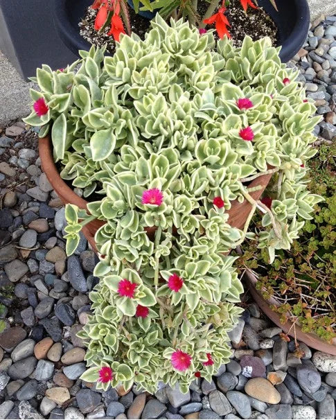 Aptenia Blumensamen zur Aussaat Landhaus Garten wichtig Traditionssorte & ohne Gentechnik Samen Hausgarten