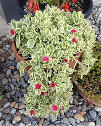 Aptenia Blumensamen zur Aussaat Landhaus Garten wichtig Traditionssorte & ohne Gentechnik Samen Hausgarten