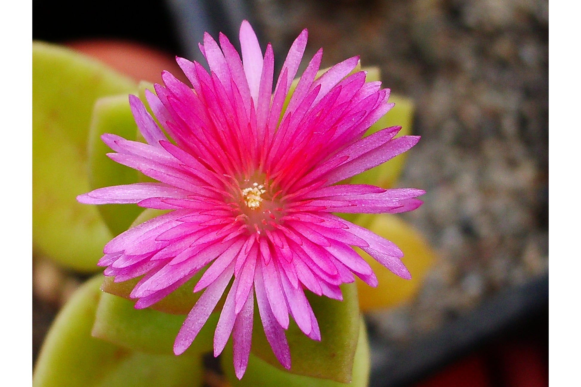 Aptenia Cordifolia Blumensamen zur Aussaat – Wildblume Mischung – Traditionssorte & ohne Gentechnik Samen Hausgarten