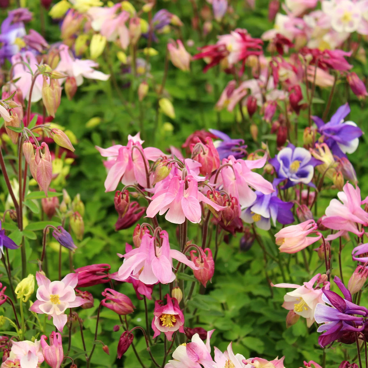 Columbine (columbine biedermeier) samen for anpflanzung in home garten