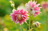 Rosa Nora Barlo Blumensamen zur Aussaat Wildblume Mischung Traditionssorte & ohne Gentechnik Samen Hausgarten