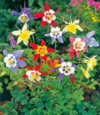 Gemischt Columbine Blumensamen zur Aussaat farbenfroh Schau Traditionssorte & ohne Gentechnik Samen Hausgarten