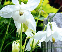 Ornamental aquilegia lace perennial pflanze