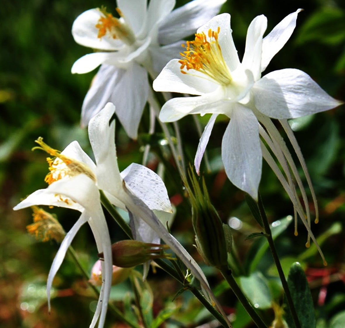 Pollinators visiting aquilegia lace blooms