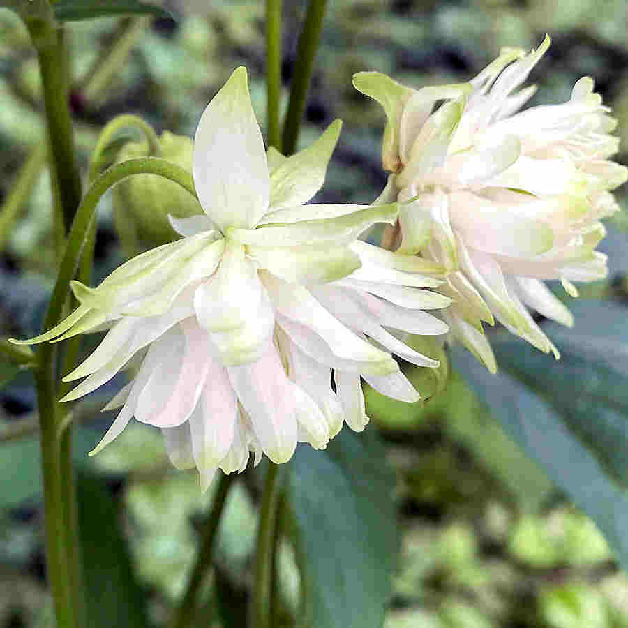 Aquilegia lace columbine blume samen for anpflanzung