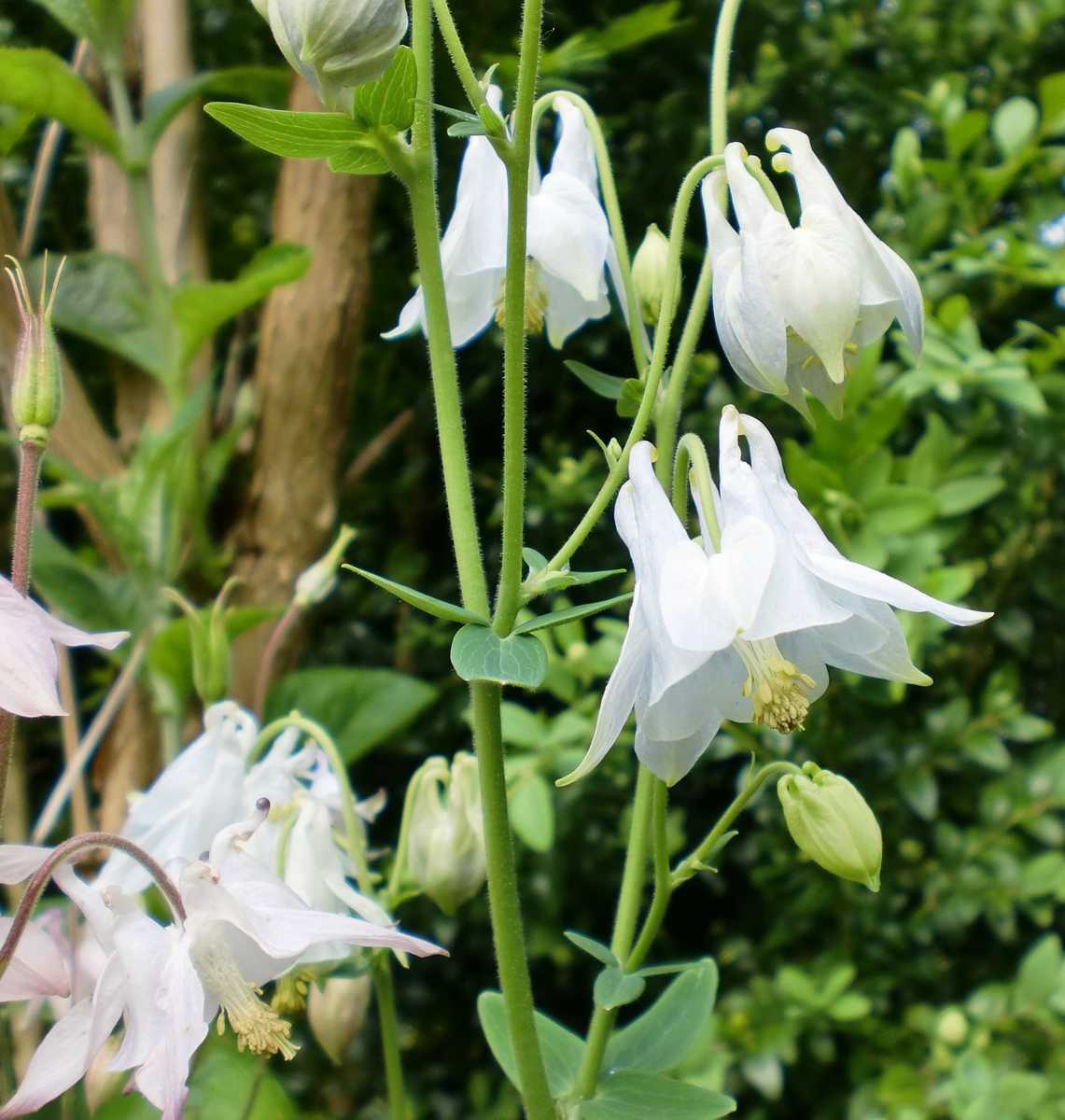 Weiß Akelei Blumensamen zur Aussaat – Schnitt Blume beliebt – Traditionssorte & ohne Gentechnik Samen Hausgarten
