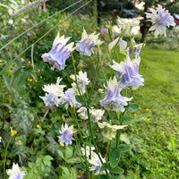 Tower (tower columbine) samen for anpflanzung in home garten