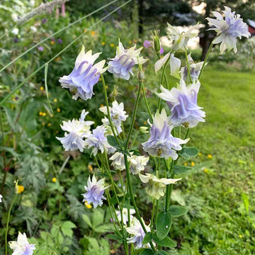 Tower (tower columbine) samen for anpflanzung in home garten