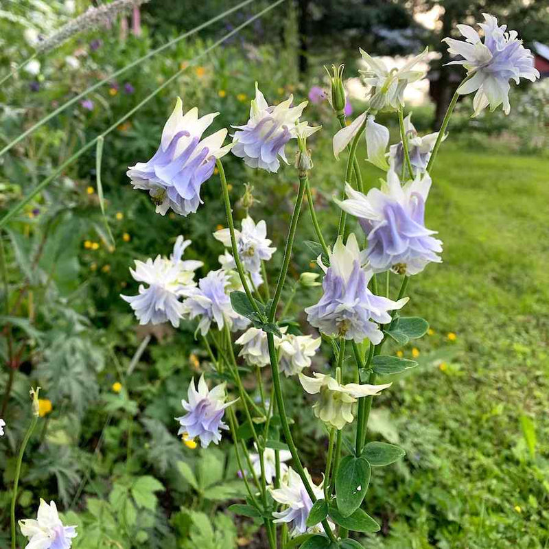 Tower (tower columbine) samen for anpflanzung in home garten