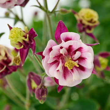 Winky gefüllt Blumensamen zur Aussaat robust Sorte Traditionssorte & ohne Gentechnik Samen Hausgarten