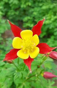 Rot Gelb Akelei Blumensamen Aussaat