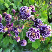 Weiß Violett Akelei Blumensamen zur Aussaat – hochwertige Qualitäts- – Traditionssorte & ohne Gentechnik Samen Hausgarten