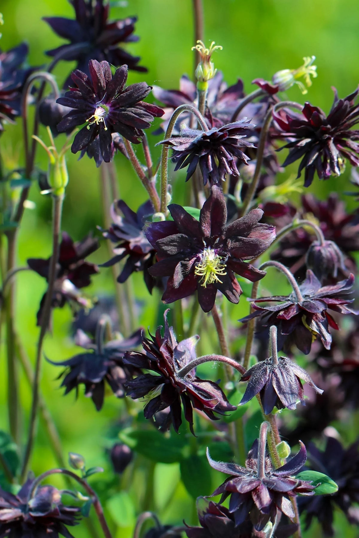 Barlow (barlow blume) samen for anpflanzung in home garten