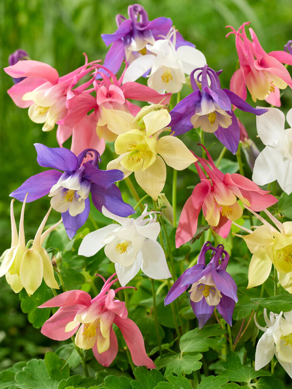 Gemischt Akelei Blumensamen zur Aussaat Garten beliebt Traditionssorte & ohne Gentechnik Samen Hausgarten