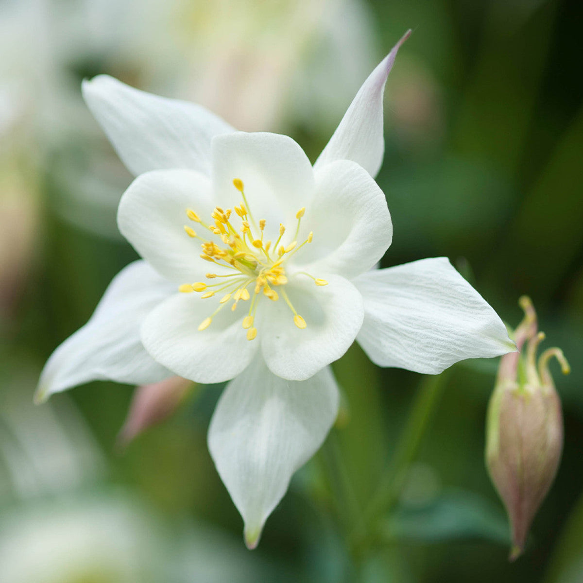 Weiß aquilegia blume samen for anpflanzung - cut blume favorite, heirloom & gmo free samen for home garten
 
 sale for anpflanzung in home garten