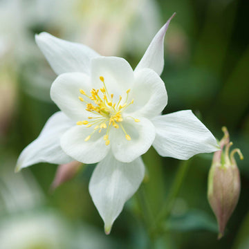 Weiß aquilegia blume samen for anpflanzung - cut blume favorite, heirloom & gmo free samen for home garten
 
 sale for anpflanzung in home garten