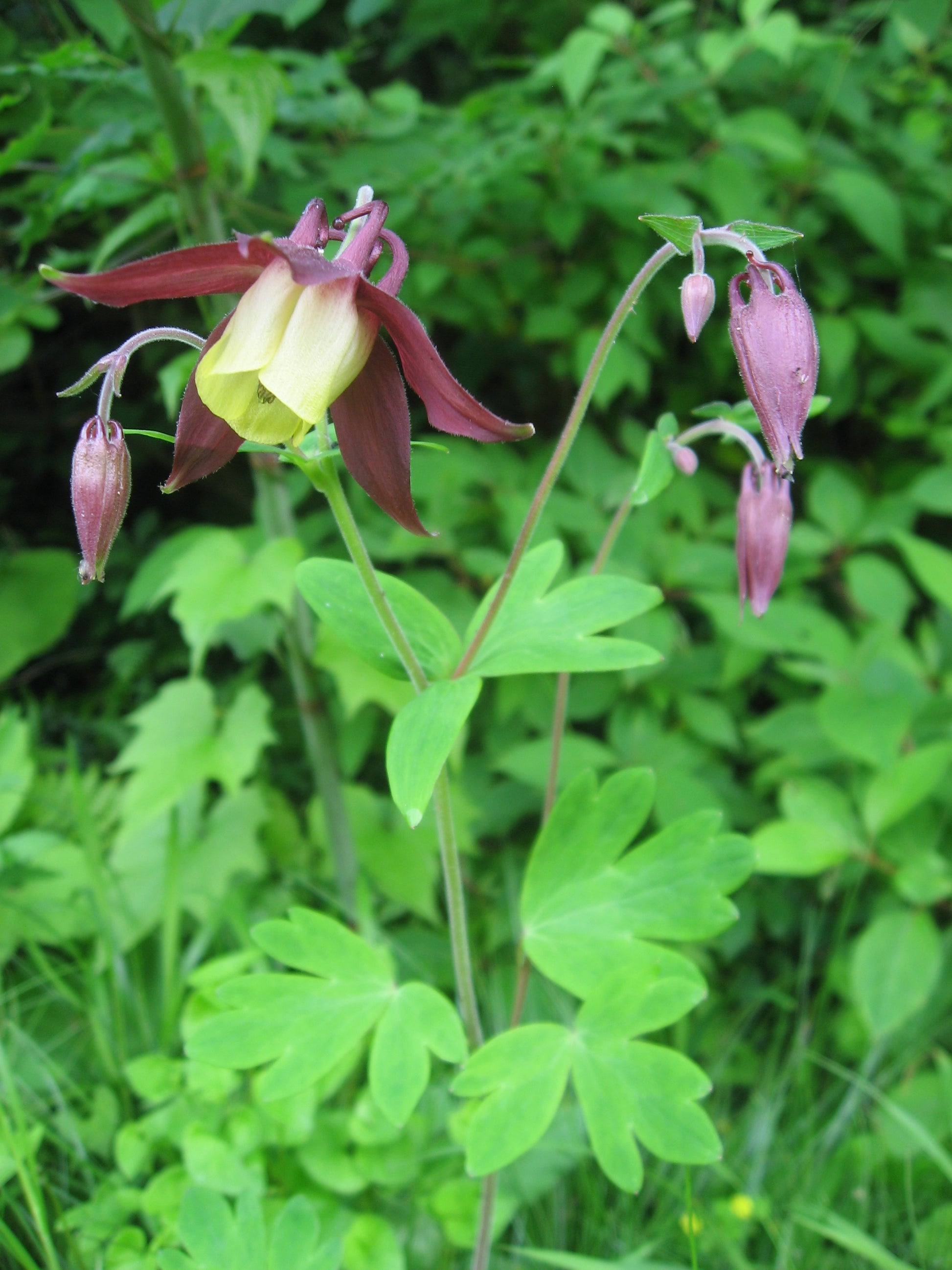 Buergeriana Blumensamen zur Aussaat – duftend Blüten – Traditionssorte & ohne Gentechnik Samen Hausgarten