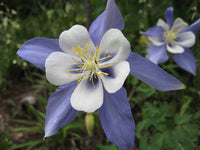 Colorado Blau Blumensamen zur Aussaat für Blüten