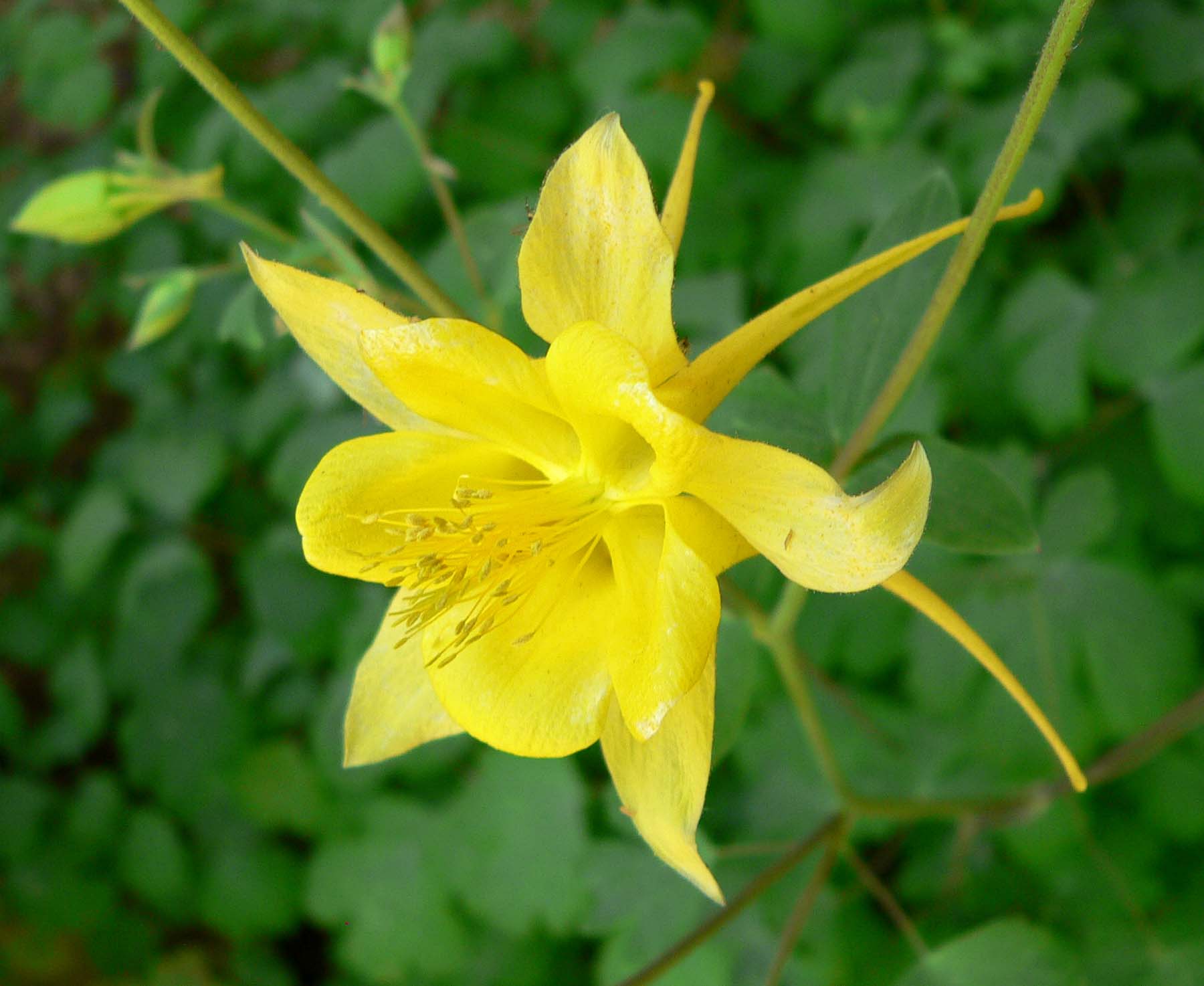 Golden Columbine Blumensamen zur Aussaat Anzucht Traditionssorte & ohne Gentechnik Samen Hausgarten
