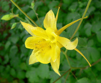 Golden (golden columbine) samen for anpflanzung in home garten