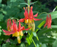Columbine Viridiflora Blumensamen zur Aussaat Drought verträglich Traditionssorte & ohne Gentechnik Samen Hausgarten
