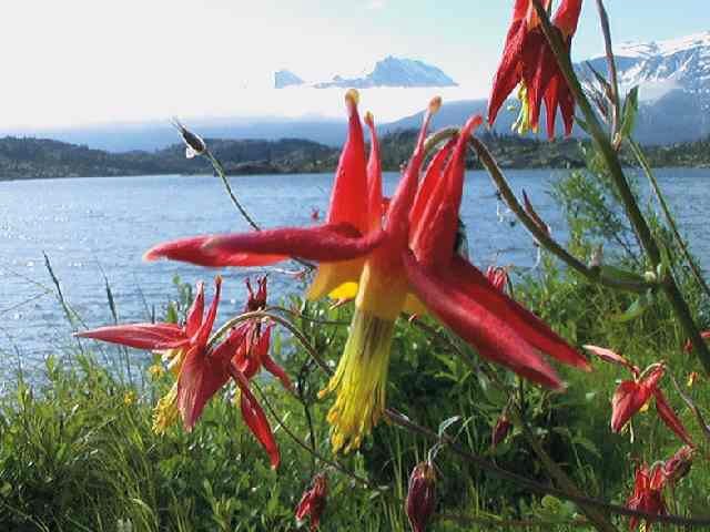 Rot Akelei Canadensis Blumensamen ideal Frühling Aussaat