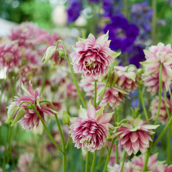 Semi di fiori di aquilegia Barlow da seminare, tollerante alla mezz’ombra, varietà tradizionale e senza OGM, semi per il giardino domestico