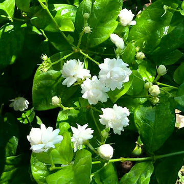 Arabischer Jasmin Samen Jasminum sambac