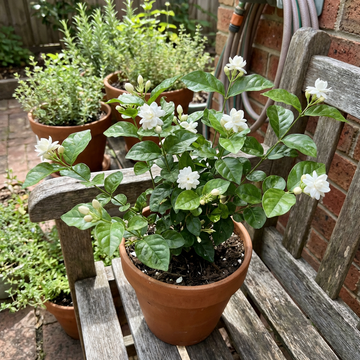 Arabischer Jasmin Samen Kletterstrauch