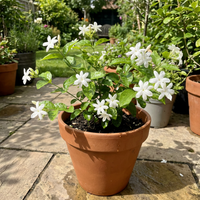 Arabischer Jasmin Samen Jasminum sambac