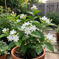 Arabischer Jasmin Samen Jasminum sambac