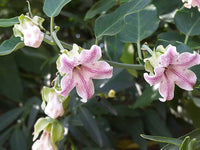 Araujia Blumensamen zur Aussaat ideal Rabatten Traditionssorte & ohne Gentechnik Samen Hausgarten