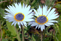 Weiß Arctotis Grandis Samen zur Aussaat – Blumensamen für Ihren Garten