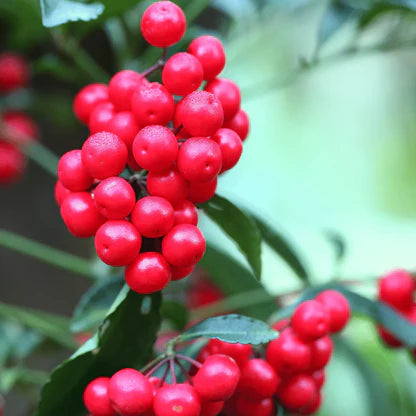 Rosa Korallenbeere Fruchtsamen  für einfaches Anpflanzen