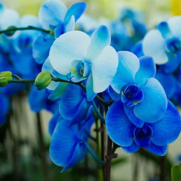 Orchidee Blumensamen zur Aussaat sonnenliebend Traditionssorte & ohne Gentechnik Samen Hausgarten